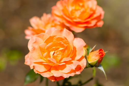 orange roses with an opening bud and green leaves