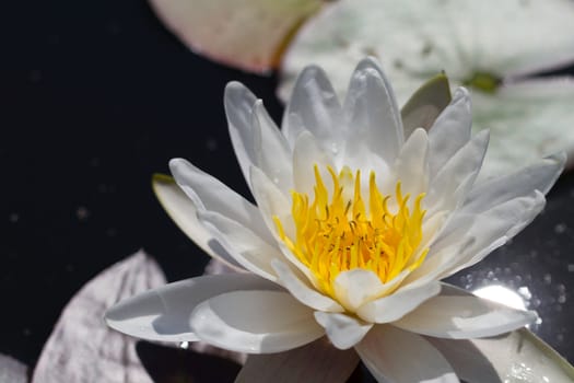 a white water lily with water and big leaves in the background