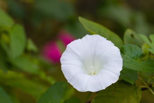 a white flower with green leaves in the background