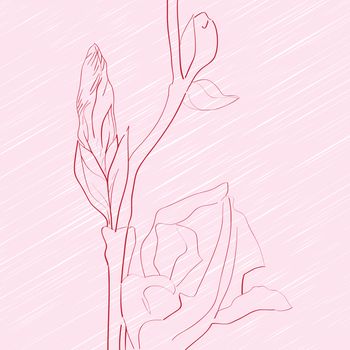Hand drawn sketch of an iris fragment over a pink background, greeting card