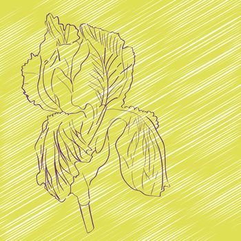 Hand drawn sketch of an iris flower over a dark yellow background, greeting card
