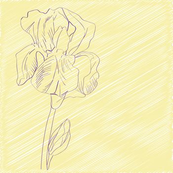 Hand drawn sketch with an iris over a yellow background, greeting card