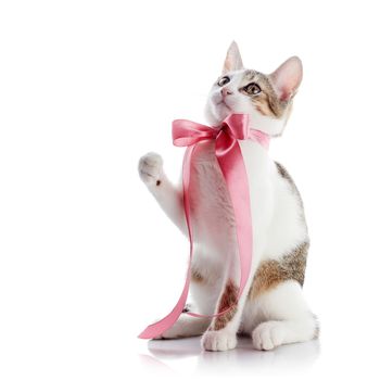 The kitten with a pink tape. Multi-colored small kitten. Kitten on a white background. Small predator. Small cat.