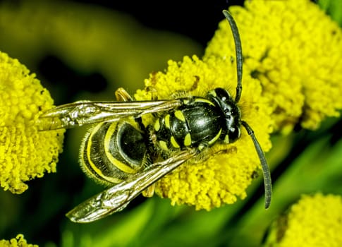 Common Wasp Vespula vulgaris