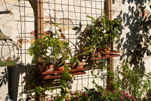 Typical wall planter pots  with flowers and plants hanged on a wall Tuscany Italy style                               