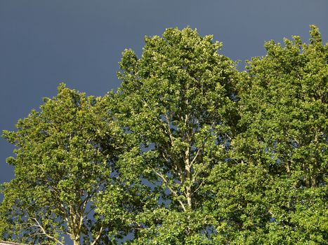 Trees with stormy sky full of dark gray clouds