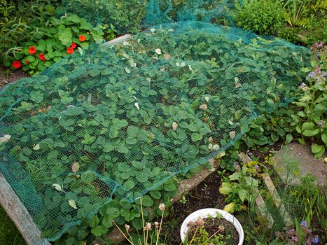 Organic strawberries in a home backyard garden covered with a protection net