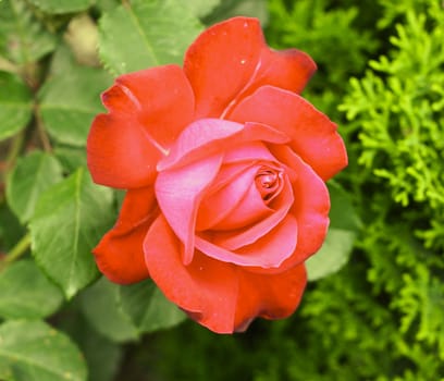 The big red rose