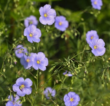 Flax flowers