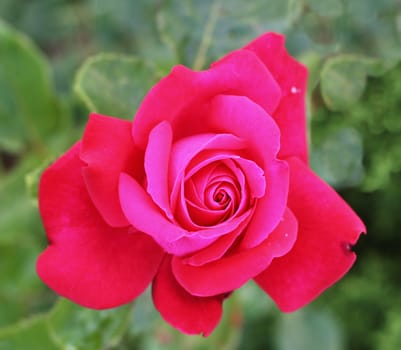 Red rose in the garden