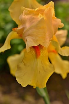 Detail of yellow iris flower