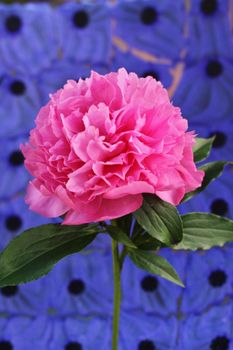 Pink peony flower