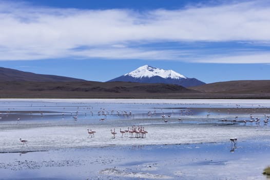 Bolivia,Altiplano Lakes