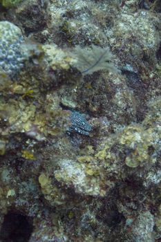 Moray hidding in a coral reef