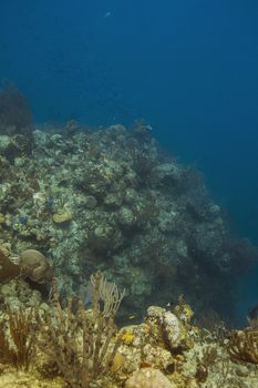 Coral reef in the atlantic ocean going deeper than 60 feet