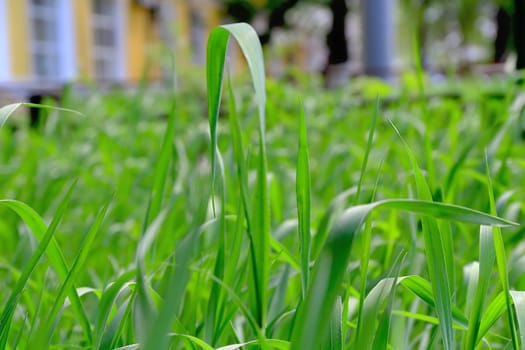 Summer picture of green saturate grass texture