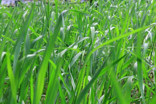 Summer picture of green saturate grass texture