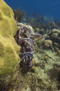 small outcrop of row pore rope sponge