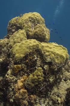 Giant coral mount with sponges and fish