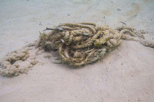 juvenile Yellowfin mojarra using a chains for anchoring a boat as a sanctuary