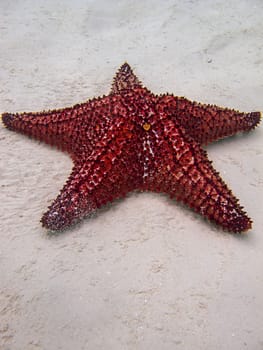 close up of a cushion sea star