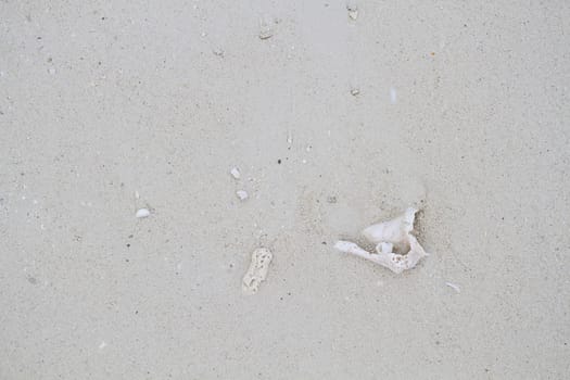 broken conch shell coming out of the sand