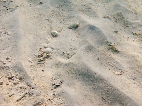 Spiny flounder camouflage in sandy bottom