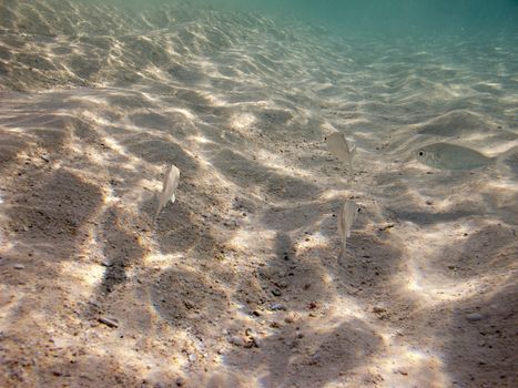 small school of yellowfin mojarra swimming over the sand
