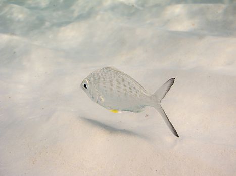 small silver fish on sandy bottom