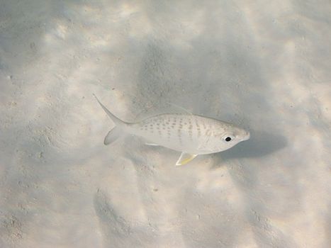 small silver fish on sandy bottom