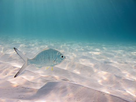 yellowfin mojarra swimming over the sand