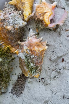 colorful conch shell on white sand