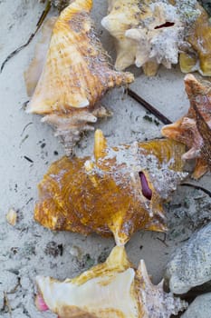 colorful conch shell on white sand