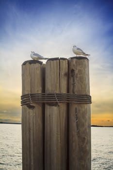 two seagull standing on a pier at sunset