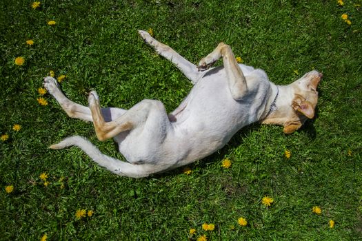 golden dog rolling in the grass and dandelion