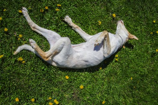 golden dog rolling in the grass and dandelion