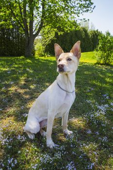 Golden coloured dog in a field of flower