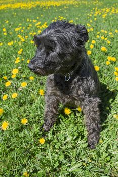 Miniature black schnauzer sitting in a field of dandelion