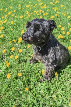 Miniature black schnauzer sitting in a field of dandelion