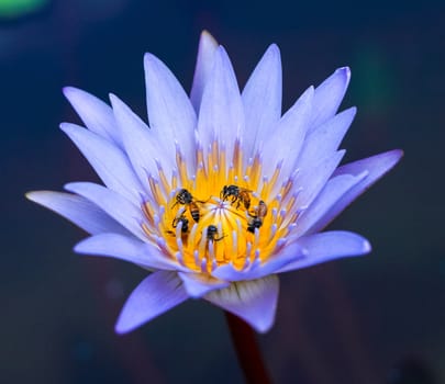 Close up lotus blossom blooming in pond