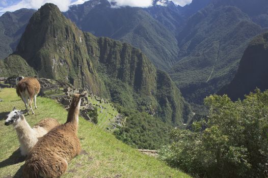 Llama, Machu Picchu