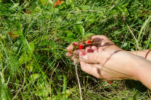 woman girl hands gather pick wild strawberry to palm in forest meadow.