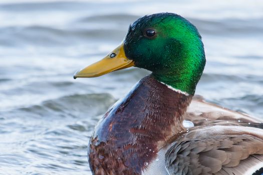 Male Mallard Swimming slowly in a local pond.