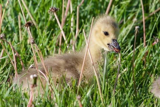 Canadian Goose Gosling resting in the grass