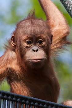 Baby Orangutan climbing on a rope at the zoo