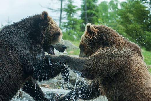 Two Grizzly (Brown) Bears Fighting or playing