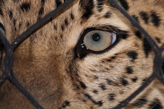 Amur Leopard looking through a fence ata zoo