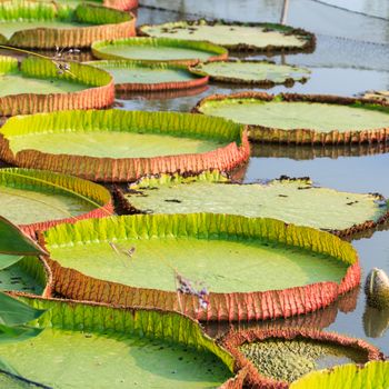 Victoria water lily