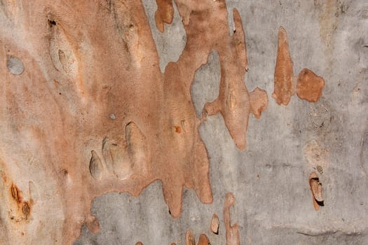 Texture of gum tree bark, ideal for background and wallpaper
