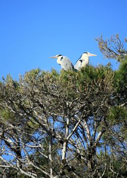 Two grey herons, ardea cinerea, in a tree in Camargue, France